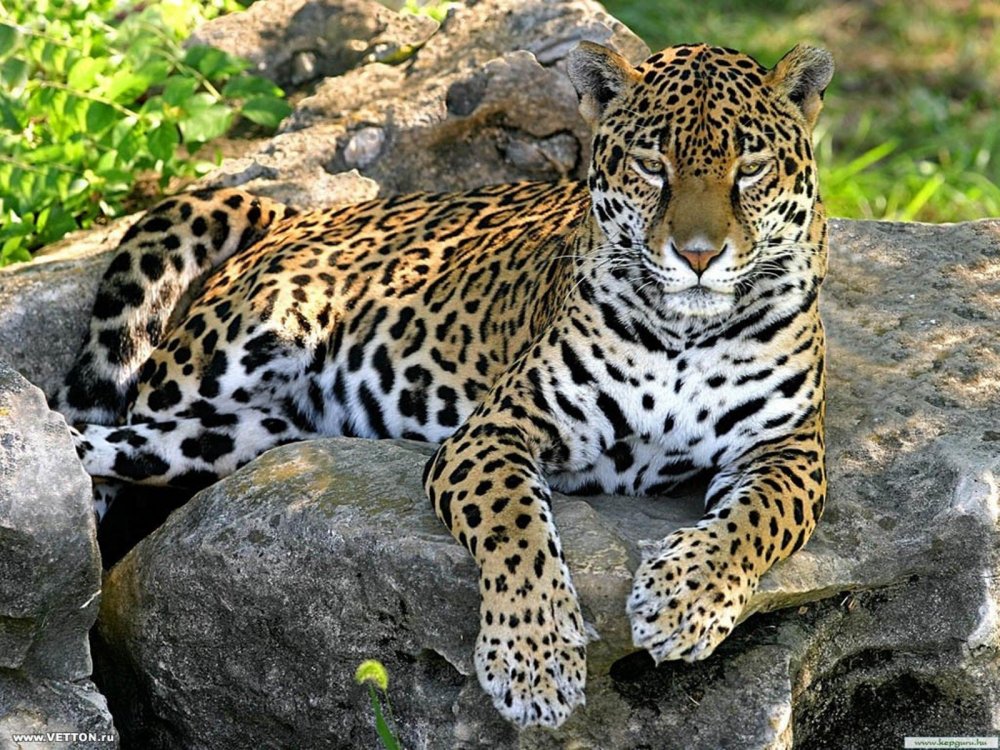 Кавказский леопард