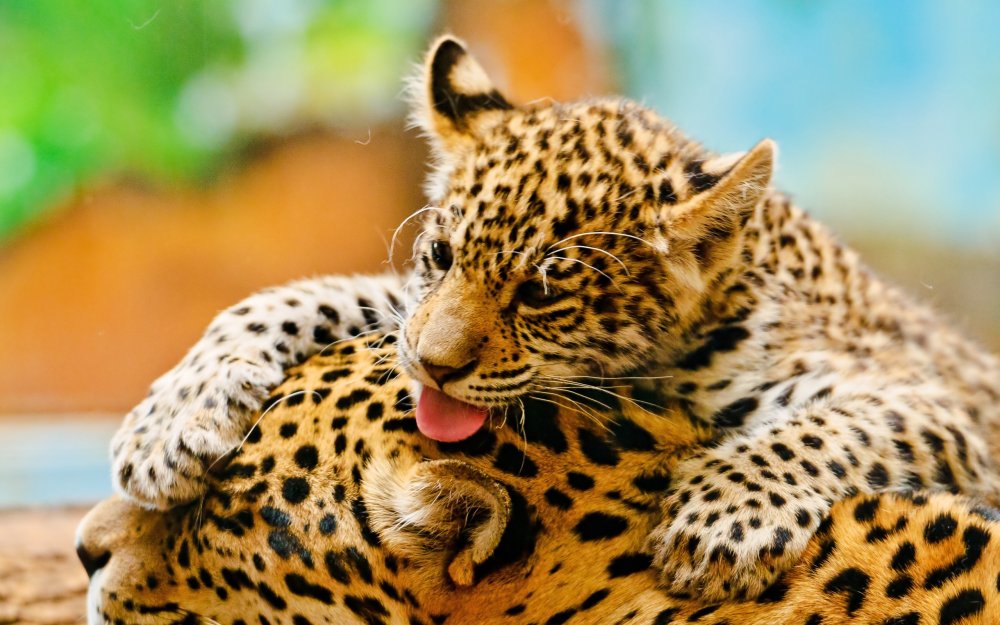 Леопард леопардёнок