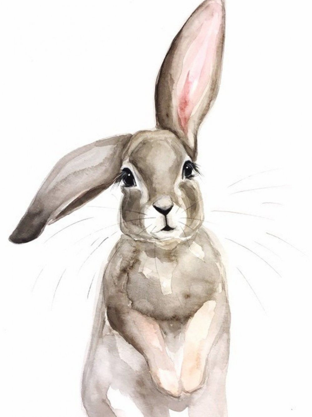 Вислоухий кролик раскраска