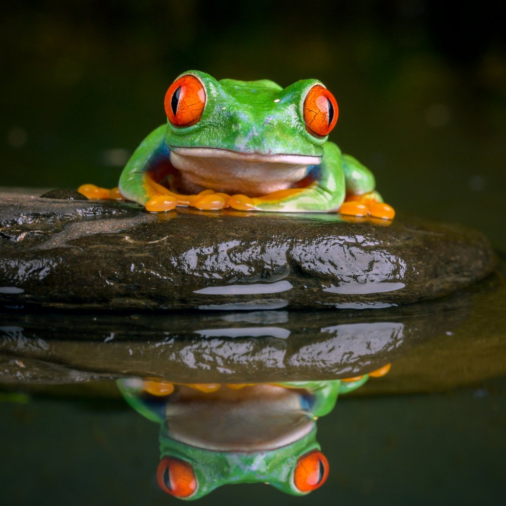 Гвианская водяная жаба