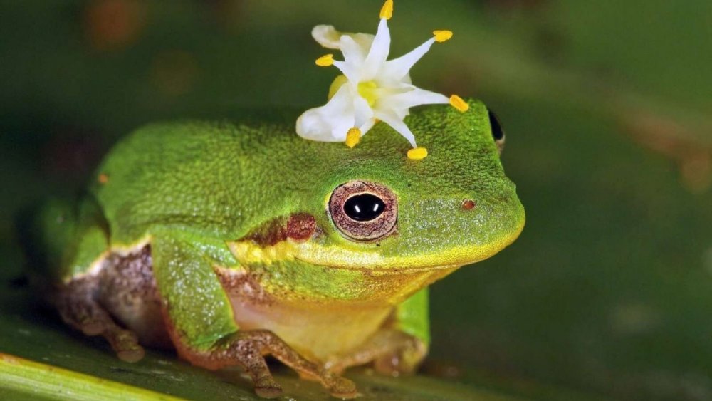 Прекрасная жаба