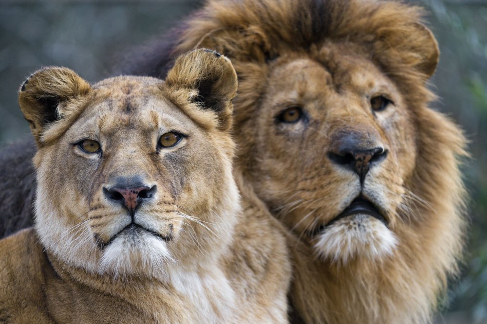 Лев и львица морды