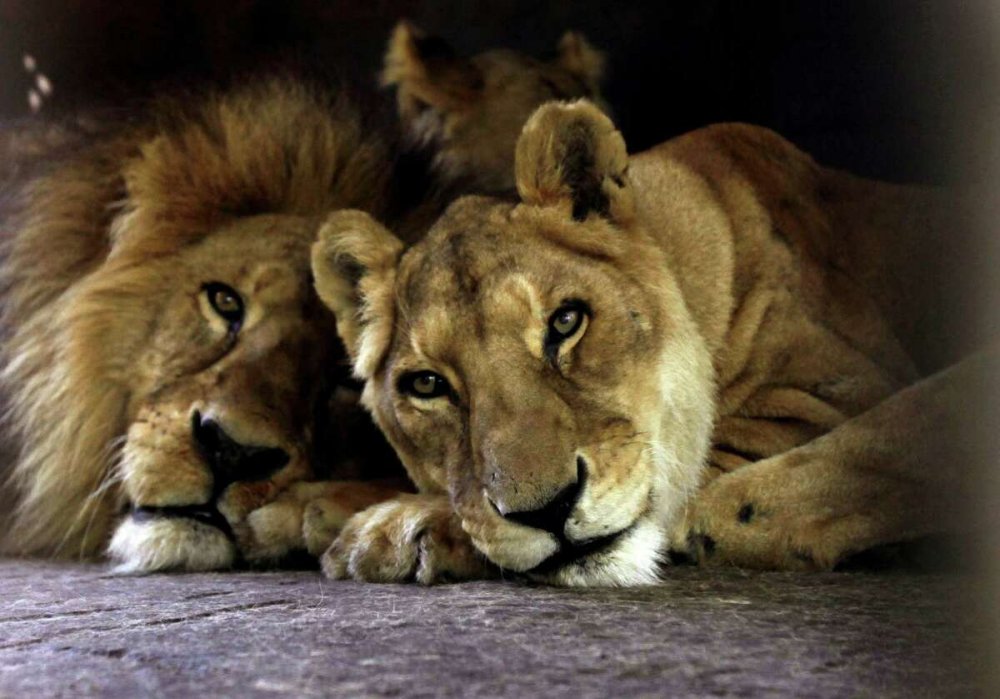 Лев охраняет львицу