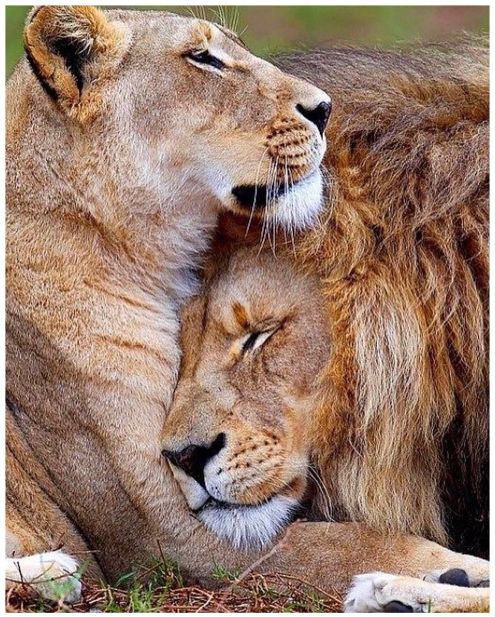 Лев и львица