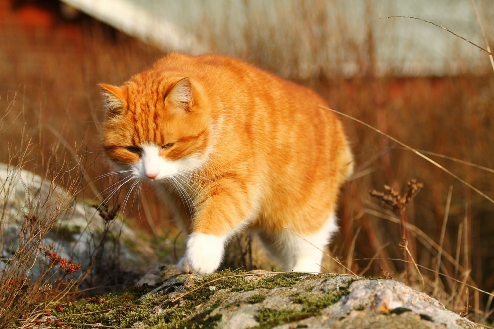 Мордочка рыжего кота