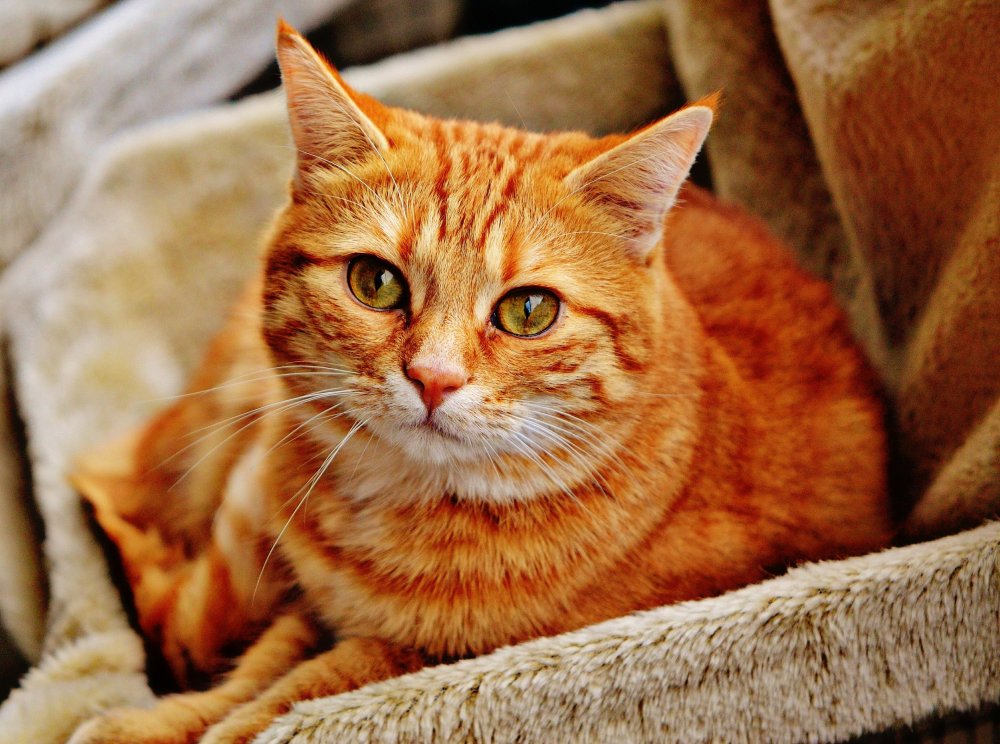 Красивый рыжий кот