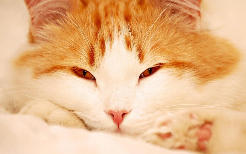 Рыжий кот спит