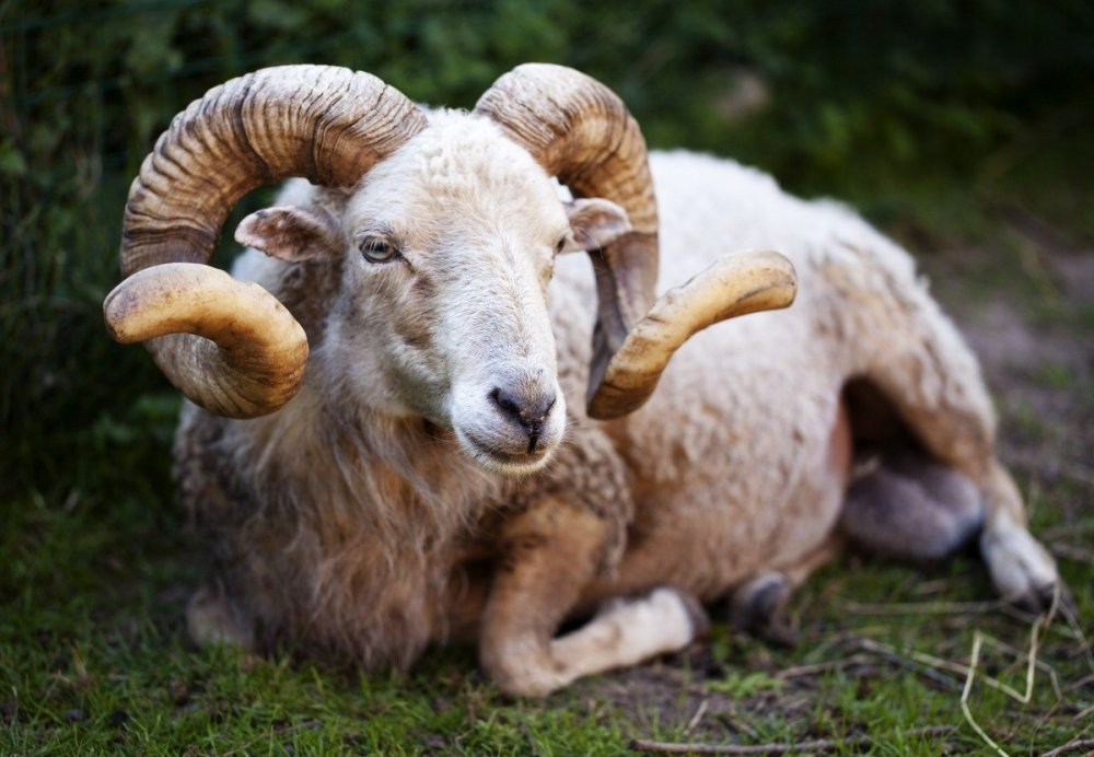 Самые красивые овцы