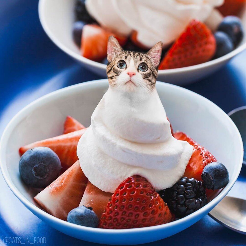 Смешные коты с едой