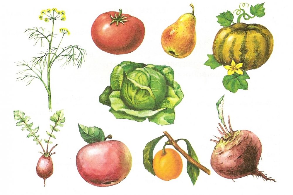 Овощные культурные растения