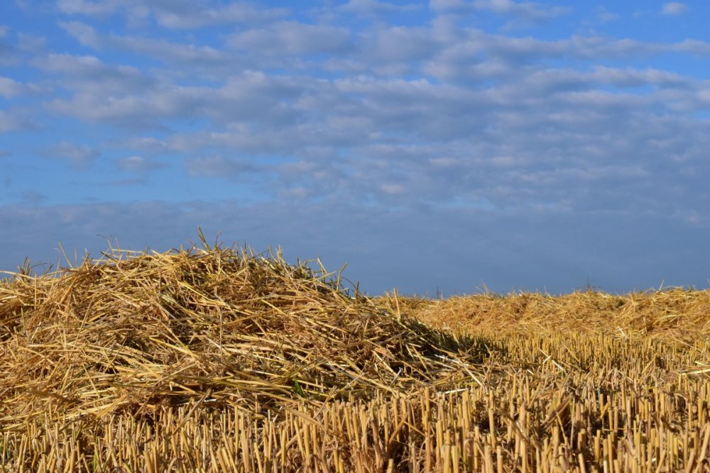 Стерня пшеницы