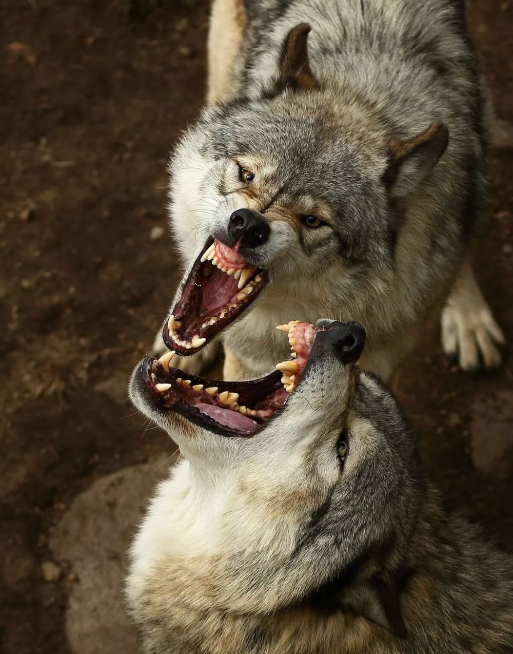 Волки фэнтези злые