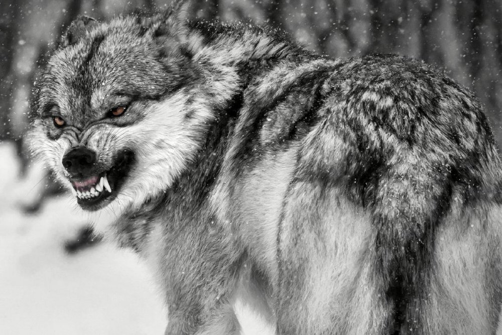 Свирепый страшный волк