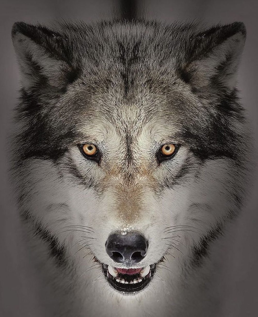 Чёрный волк рычит
