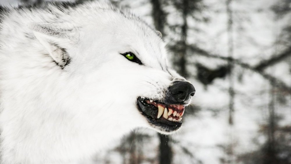 Картинки злого волка