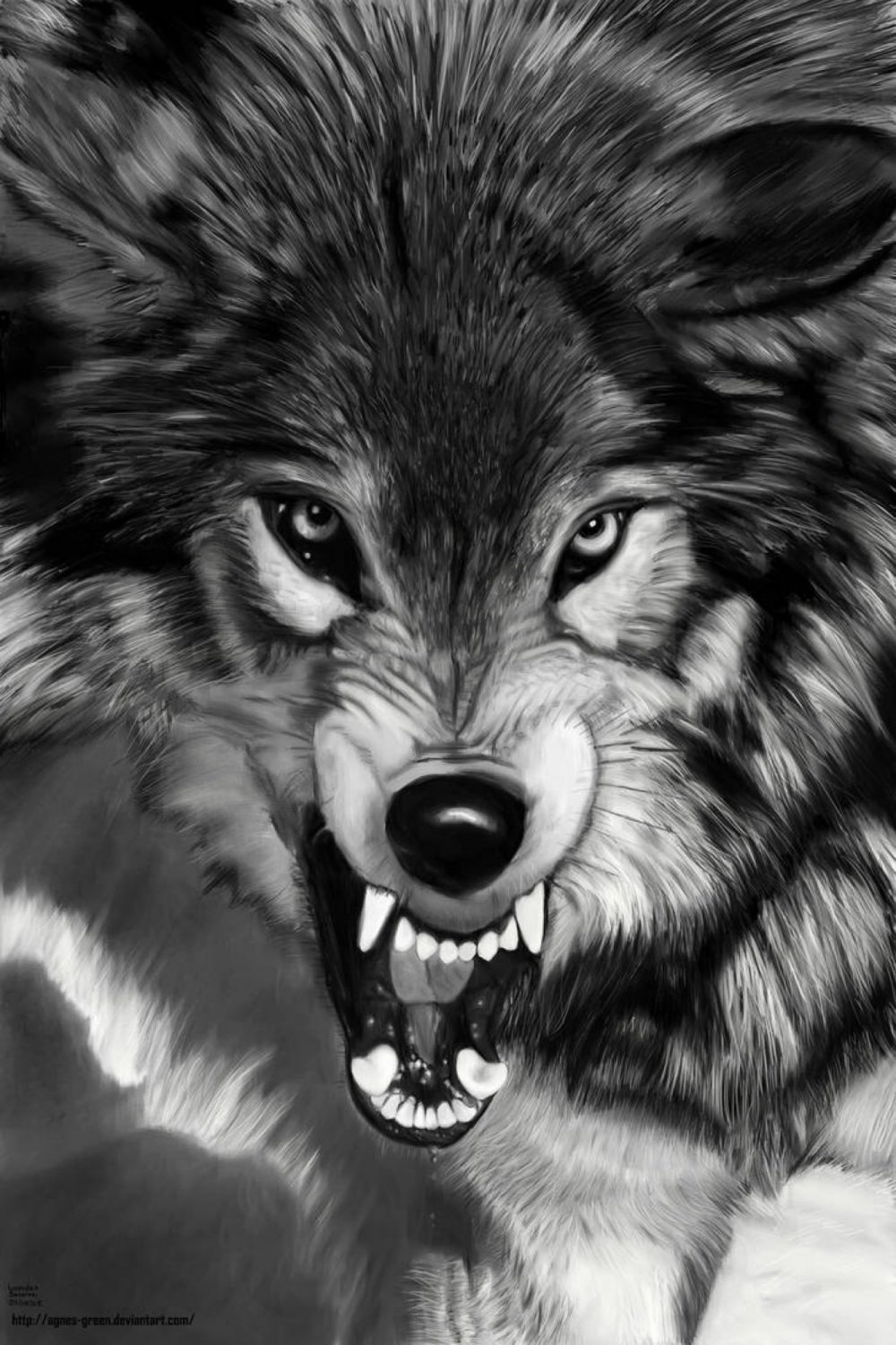 Страшный взгляд волка