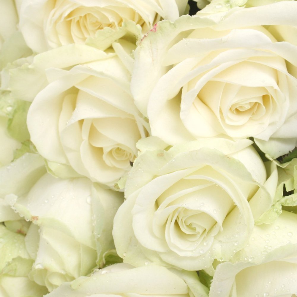Шикарные белые розы