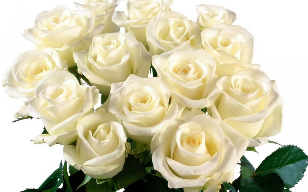 Красивые белые розы