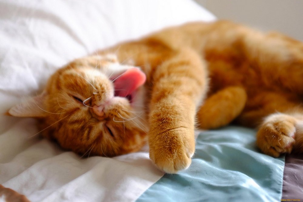 Спящий рыжий котенок