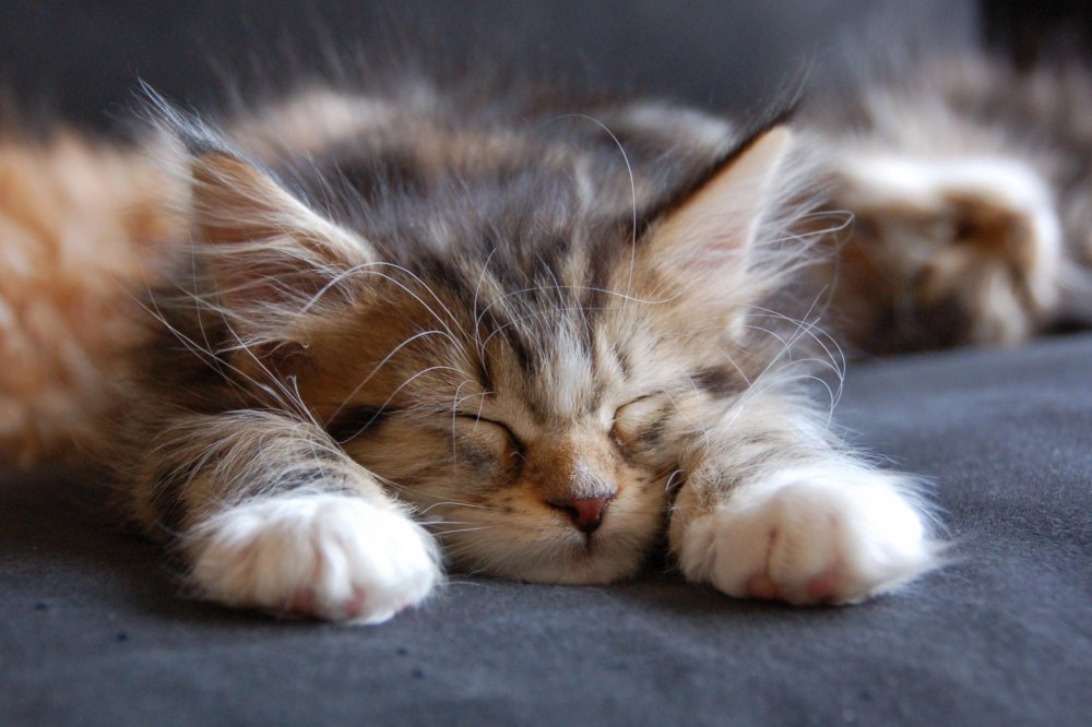 Спящий пушистый кот
