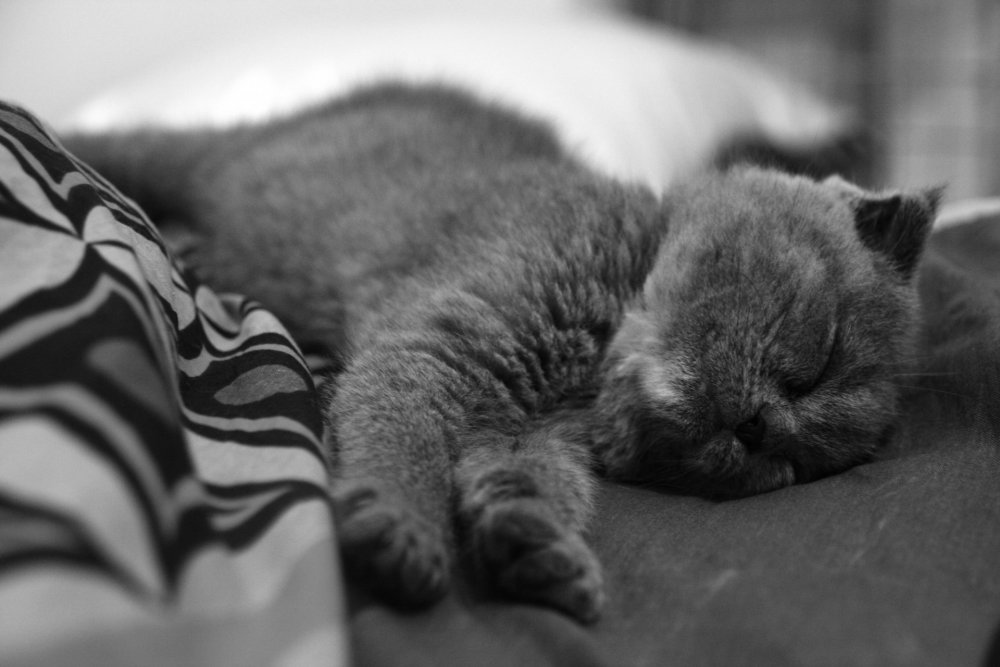 Сонный котик