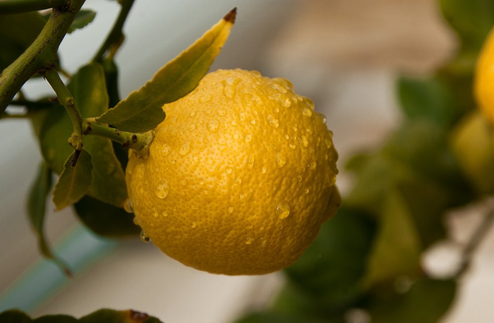 Фрукты лимон лайм