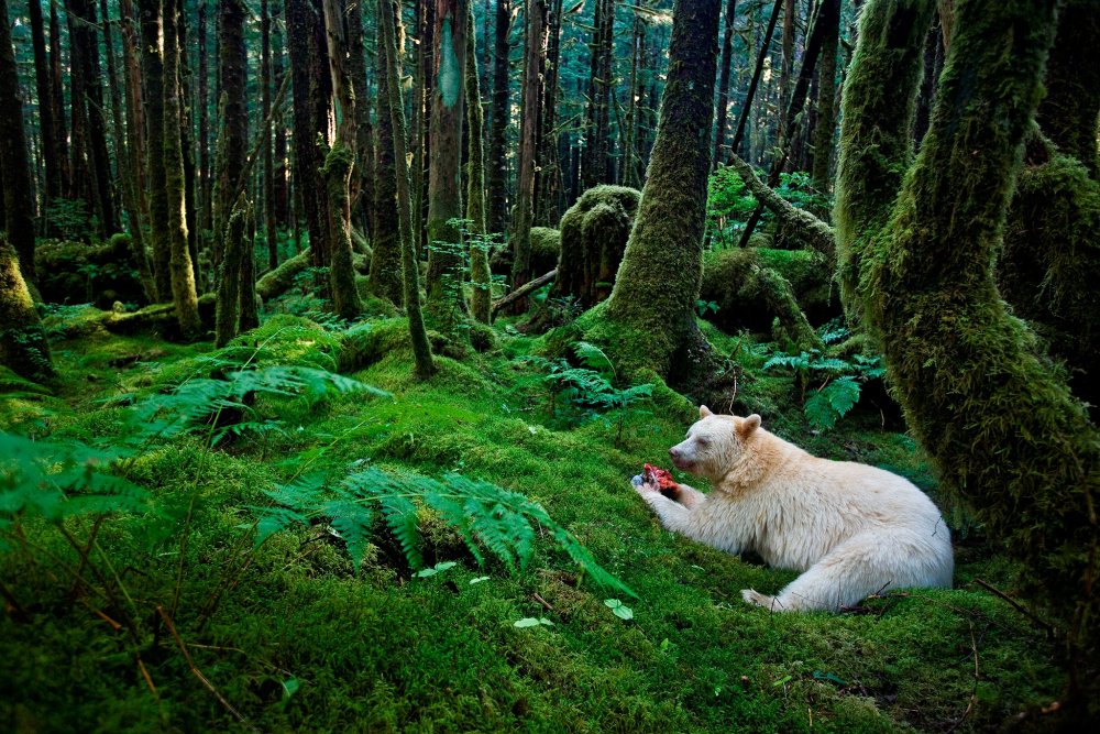 Great Bear Rainforest Канада