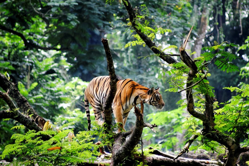 Суматранский тигр прыжок