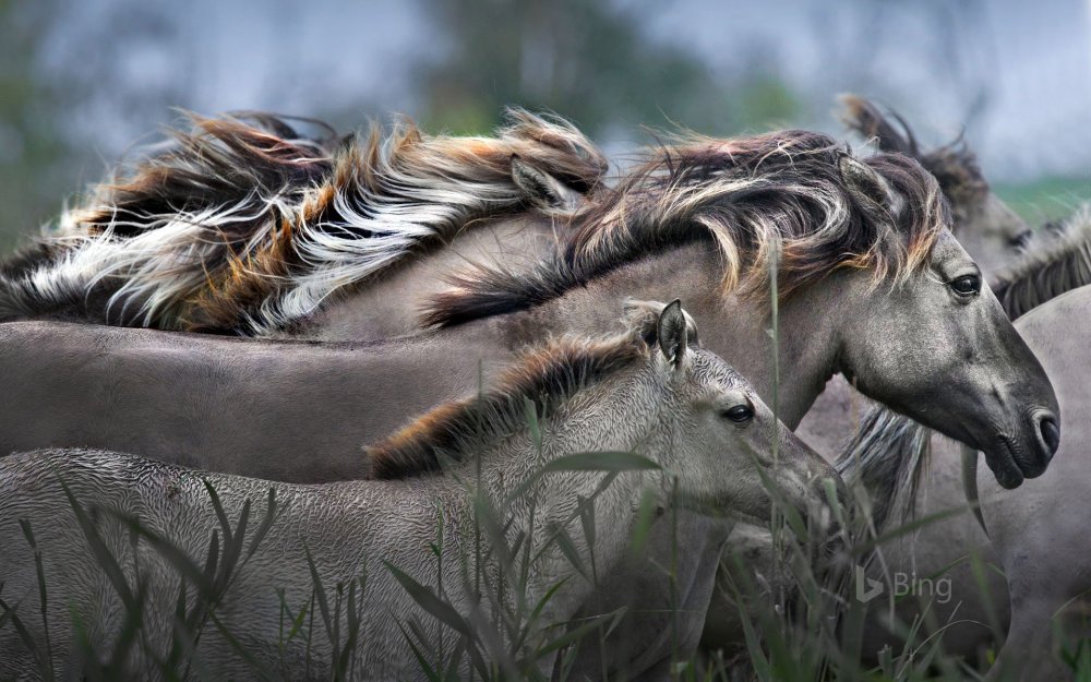 Фотограф лошадей