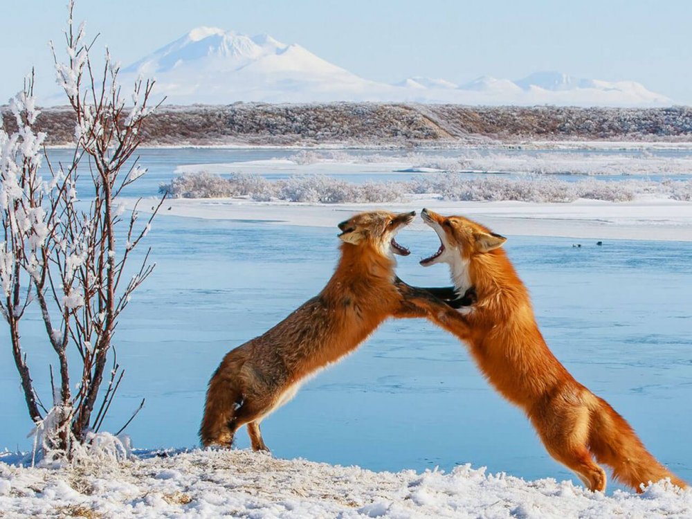 Дикая природа Аляски National Geographic