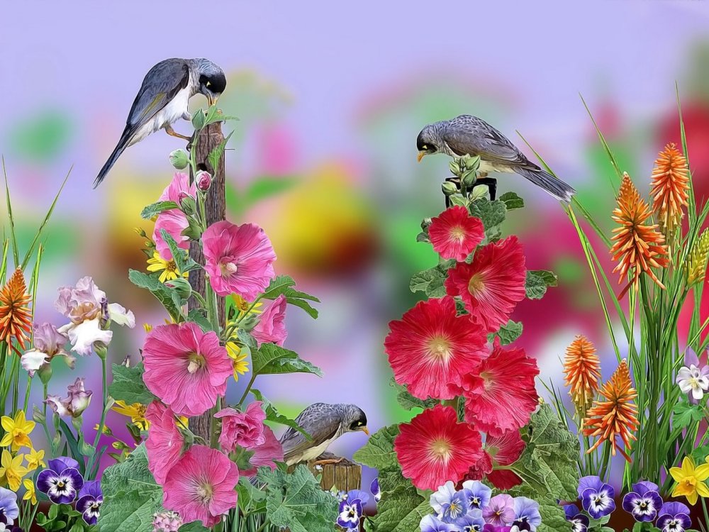 Полевые цветы и птицы
