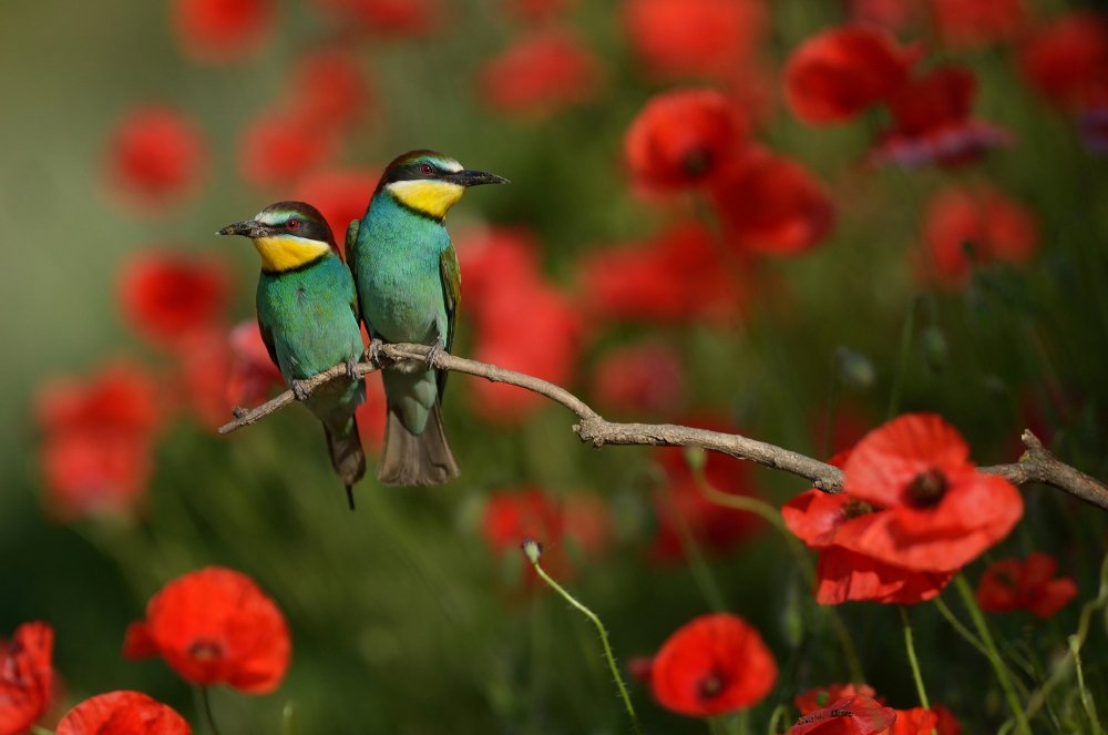 Красивая природа цветы птицы