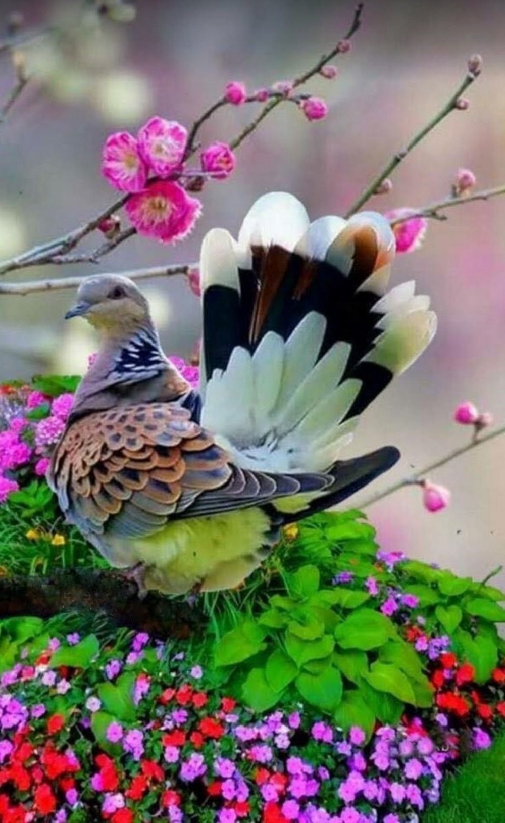 Красивые птицы и цветы
