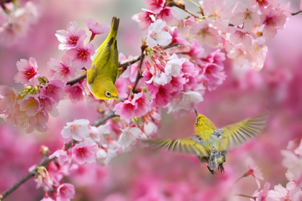 Красивые весенние птицы