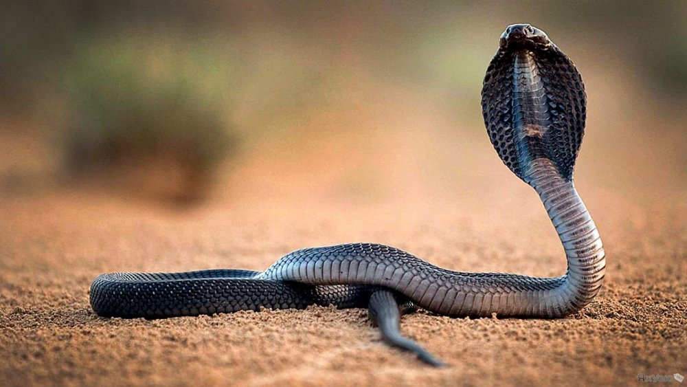 King Cobra змея