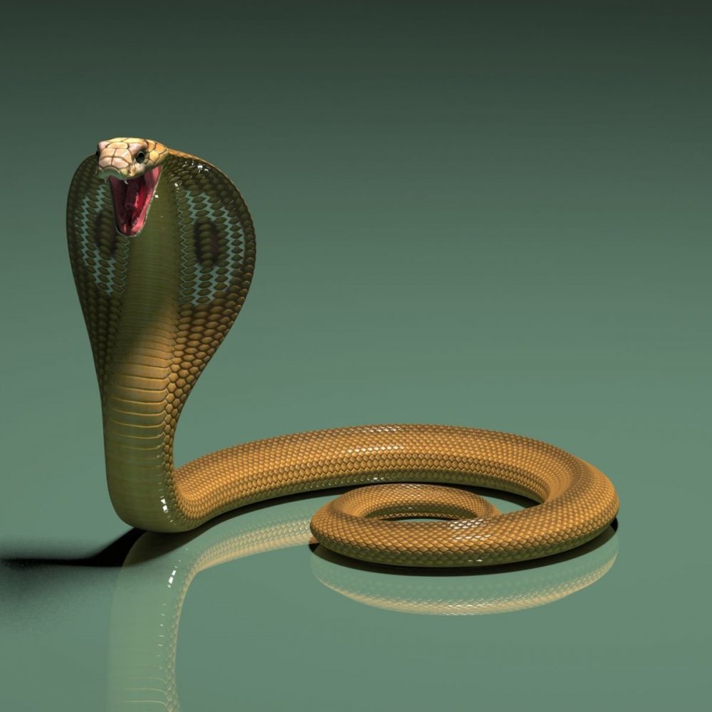 Змеи кобры Королевская