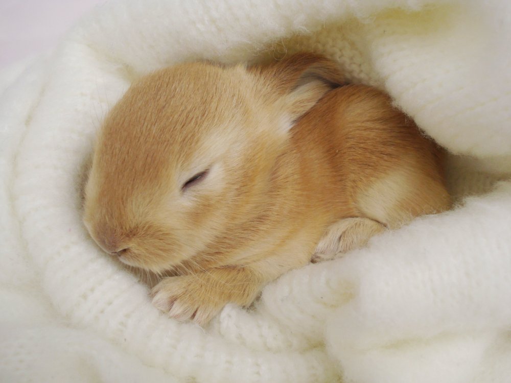 Сонный кролик
