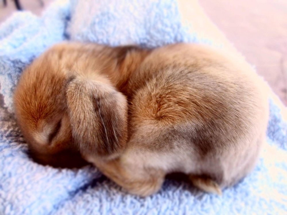 Сонный заяц