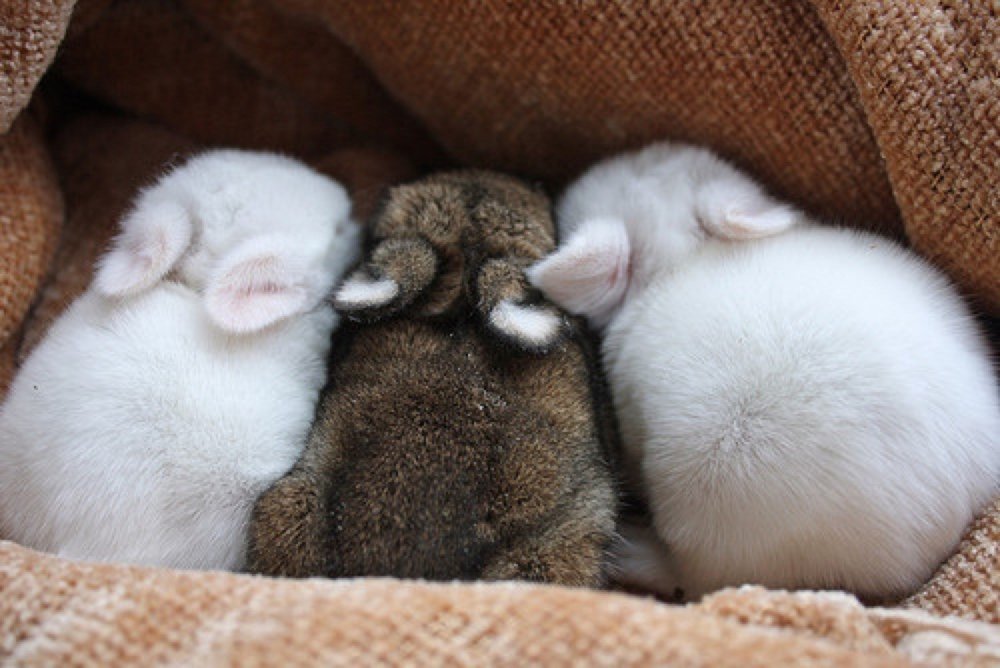 Спящие зайцы