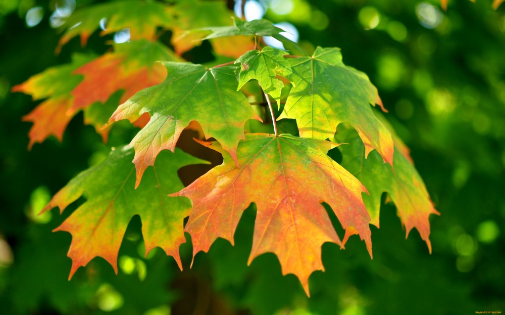 Красивый осенний листок
