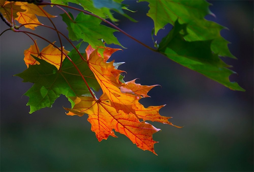 Осень разноцветные листья