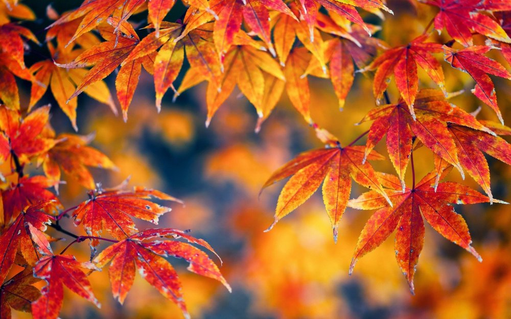 Красивые листья осени