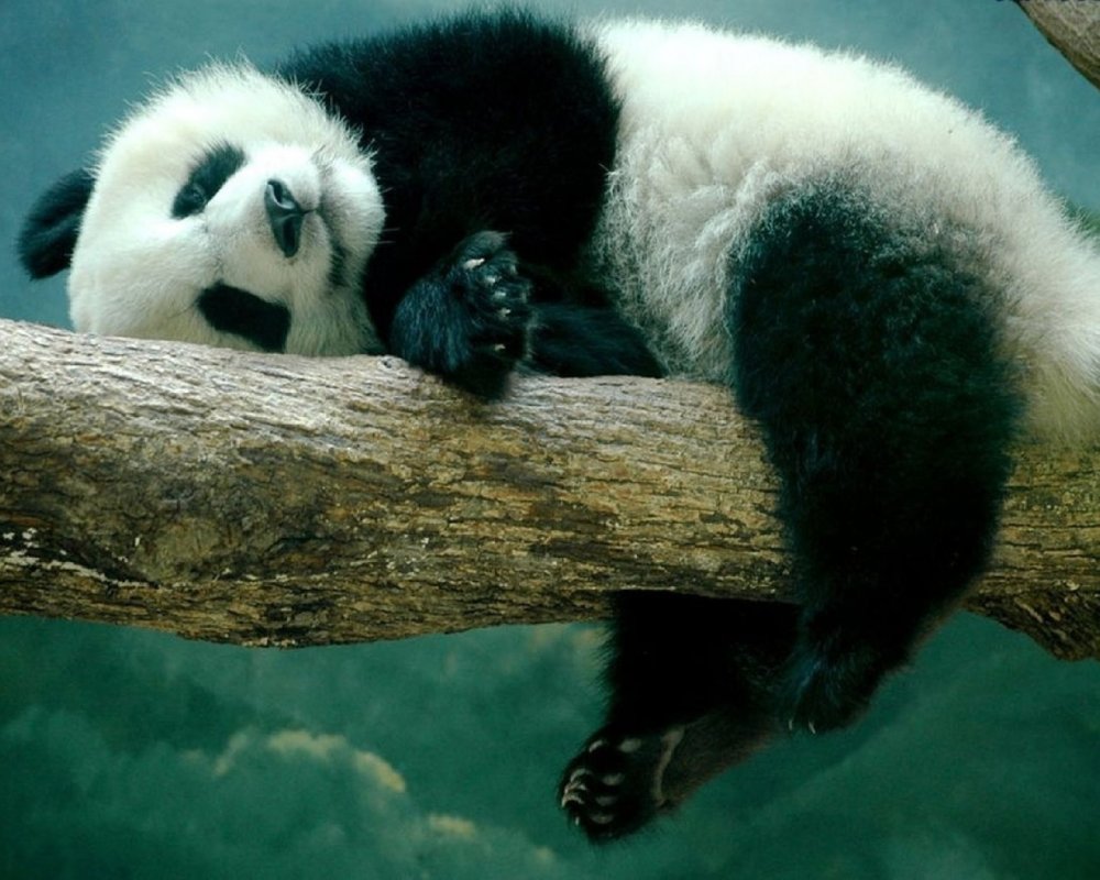 Самая красивая Панда