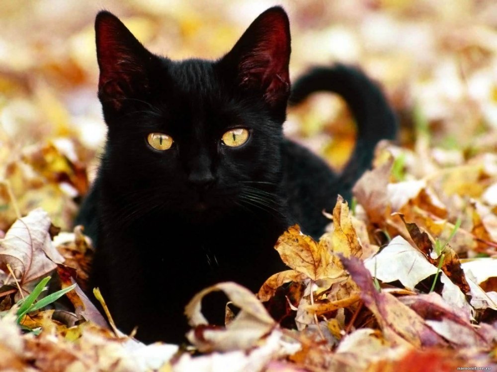 Чёрный кот картинки красивые