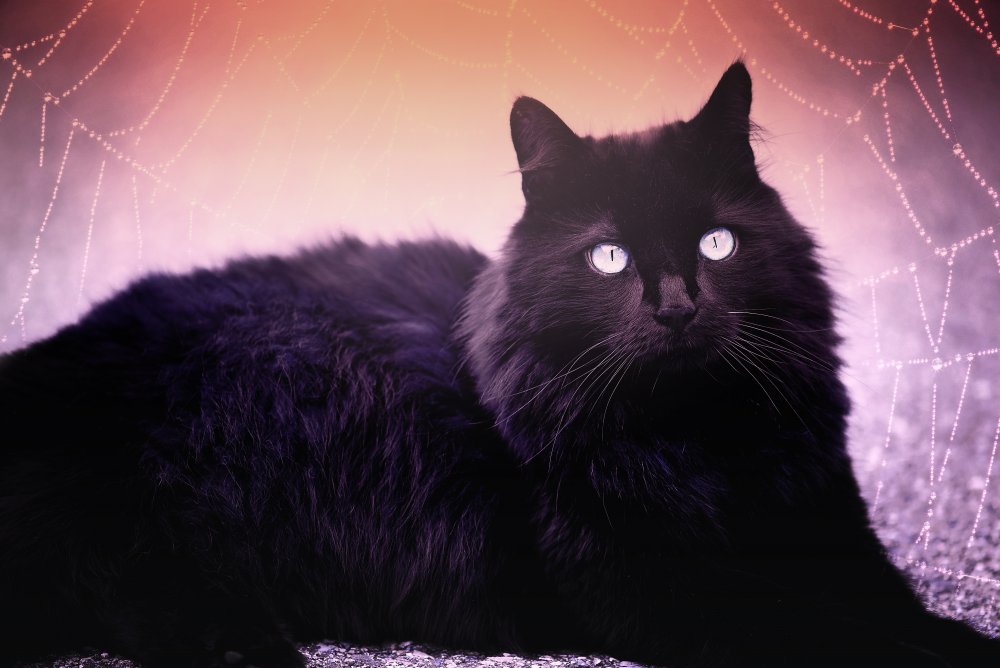 Красивый черный кот пушистый