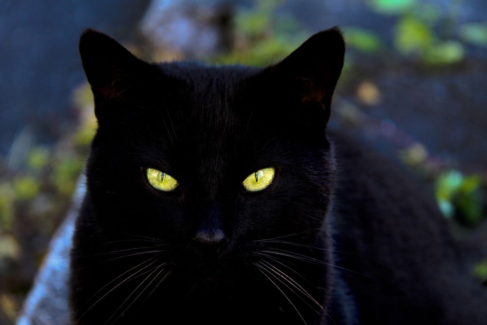 Сонник черная кошка нападает на меня