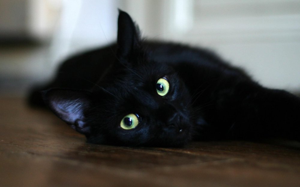Кошечка черная