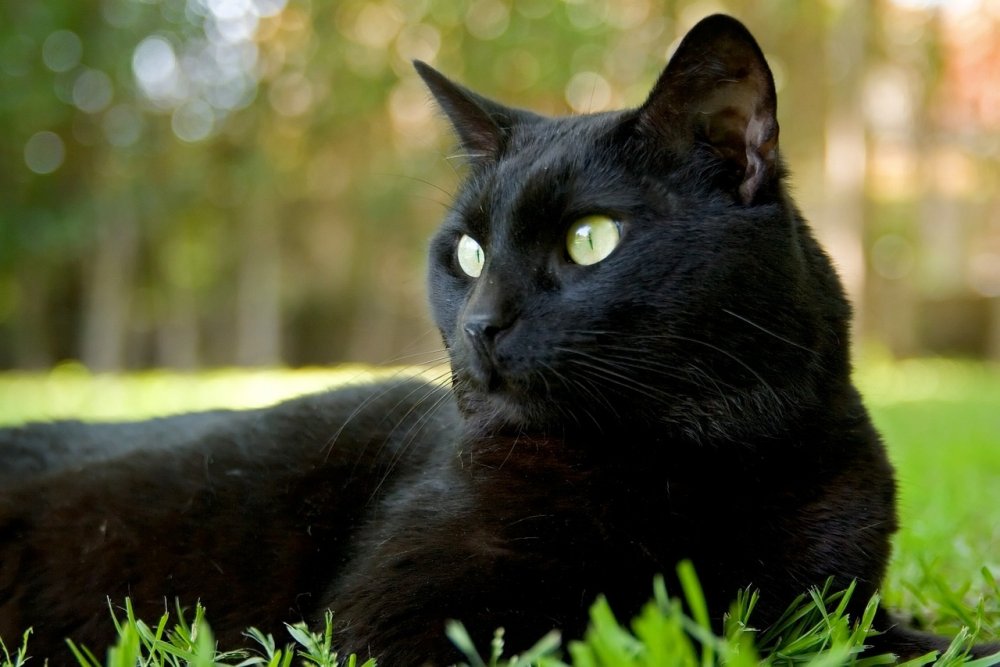 Черный кот живопись