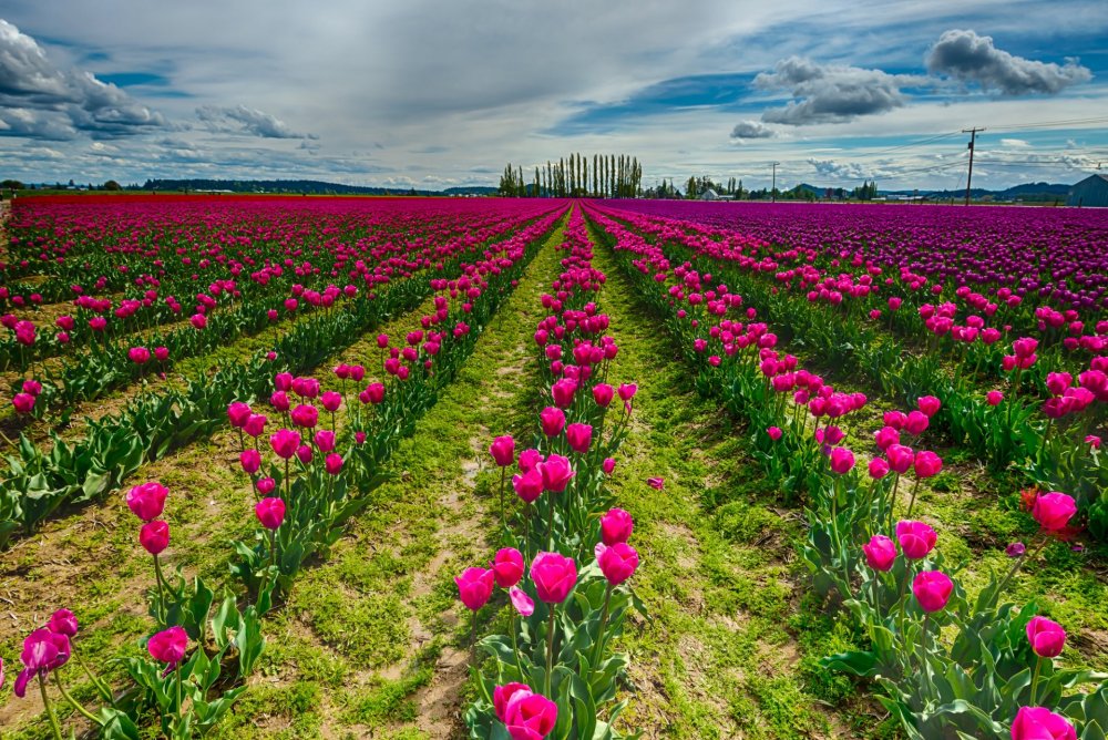 Плантации кустовой розы Голландия