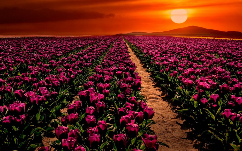 Тюльпанные поля в Голландии